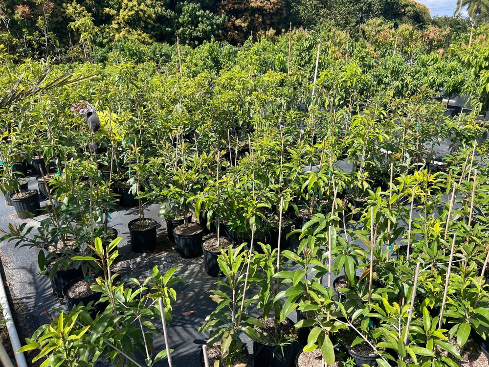 Rows of tropical fruit trees at Sal's farm