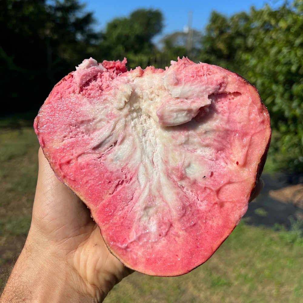 Vivid pink exotic fruit cut open